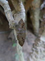 Lepidoptera