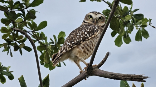 Burrowing Owl