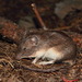 Mexican Spiny Pocket Mouse - Photo (c) Juan Cruzado Cortés, some rights reserved (CC BY-SA), uploaded by Juan Cruzado Cortés
