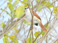Certhiaxis mustelinus