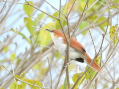 Certhiaxis mustelinus