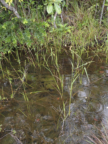 Scleria microcarpa, 2026-04-24