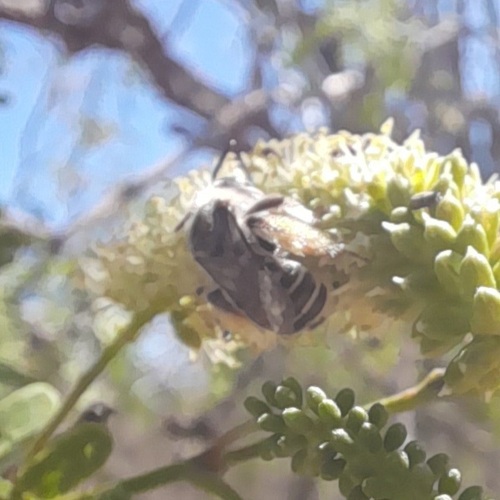 Megachile sidalceae
