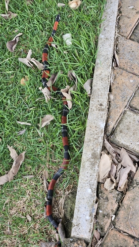 Aesculapian False Coral Snake