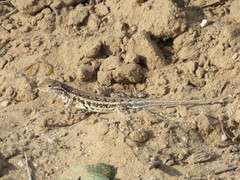 Holbrookia propinqua