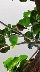 Erithacus rubecula
