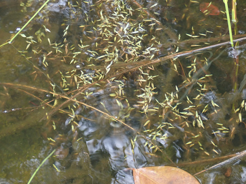 Trichanthecium parvifolium, 2026-04-24