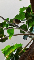 Erithacus rubecula