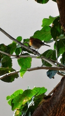 Erithacus rubecula