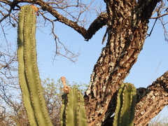 (c) Oscar Alejandro Morales Juárez, some rights reserved (CC BY-SA) Stenocereus queretaroensis, photograph (c) Oscar Alejandro Morales Juárez, some rights reserved (CC BY-SA)