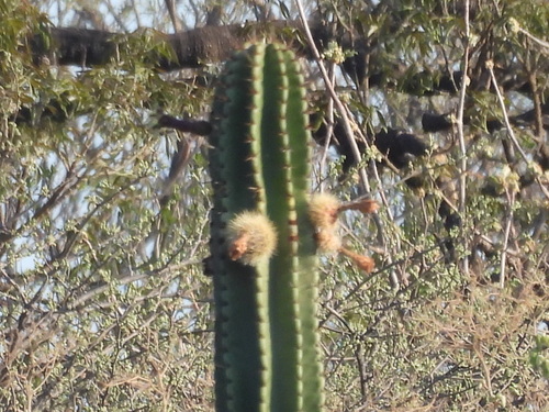 Stenocereus queretaroensis, photograph 2