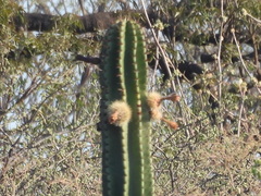 (c) Oscar Alejandro Morales Juárez, some rights reserved (CC BY-SA) Stenocereus queretaroensis, photograph (c) Oscar Alejandro Morales Juárez, some rights reserved (CC BY-SA)