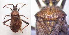 Loxocnemis dentator