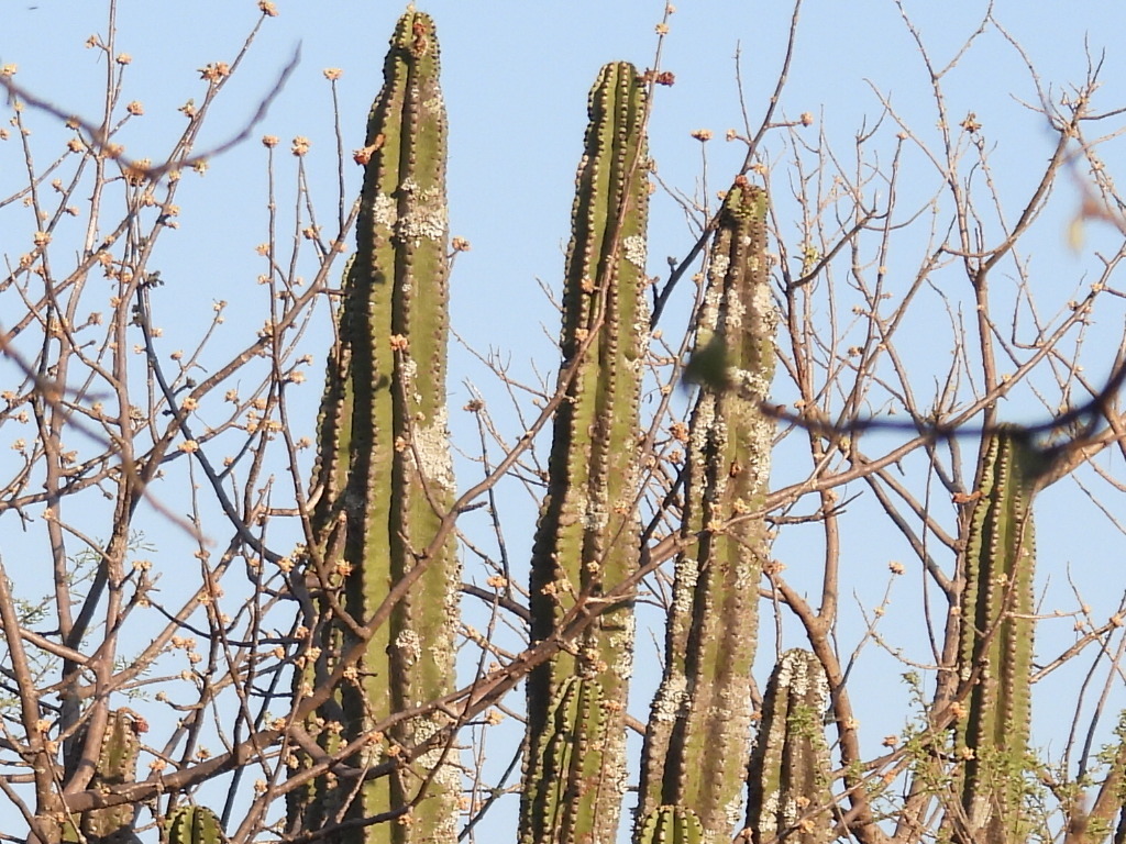 Stenocereus queretaroensis; photograph (c) Oscar Alejandro Morales Juárez, some rights reserved (CC BY-SA)