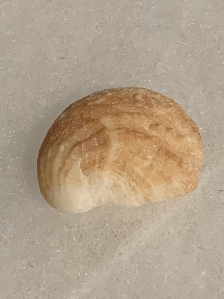 Spiny Slippersnail