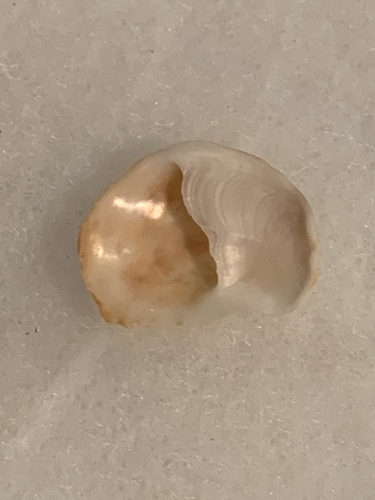 Spiny Slippersnail