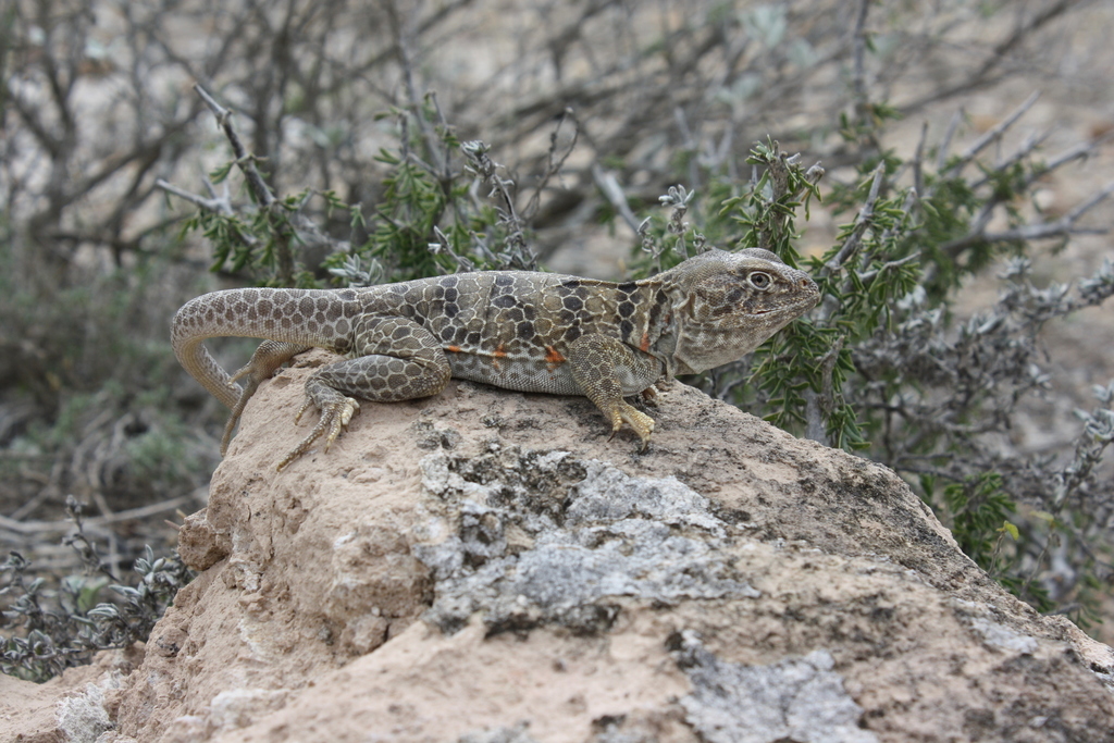 Reticulate Collared Lizard in March 2017 by Dalton Neuharth · iNaturalist