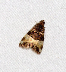 Pseudozarba leucopera