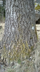 Candelariella xanthostigma