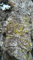 Candelariella xanthostigma