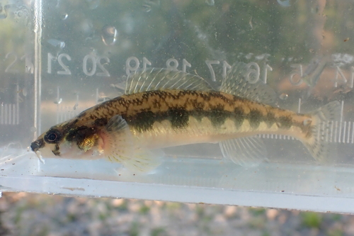 Piedmont darter (Percina crassa) — Percidae — 4