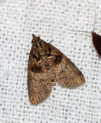 Lophoptera hemithyris