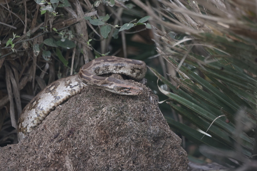 Indian Python