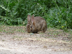 Oryctolagus cuniculus