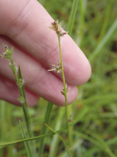 Scleria hirtella, 2026-04-24