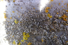 Phaeophyscia hirsuta