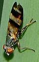 Chaetopsis massyla