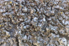 Phaeophyscia hirsuta