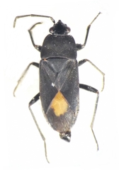 Aphanus rolandri