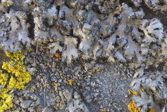 Phaeophyscia hirsuta