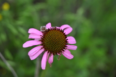 Echinacea atrorubens