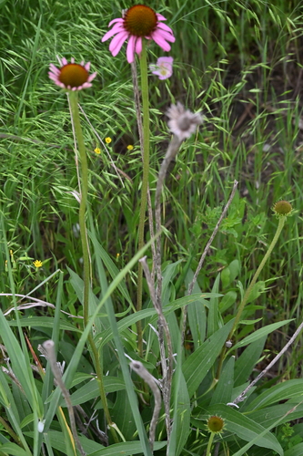 Echinacea atrorubens, photograph 1