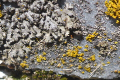 Phaeophyscia hirsuta