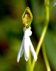 Habenaria longicorniculata