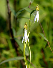 Habenaria longicorniculata