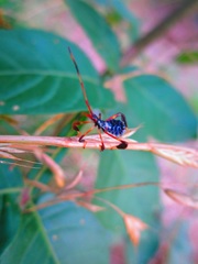Acanthocephala declivis
