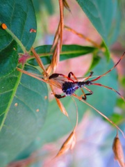 Acanthocephala declivis