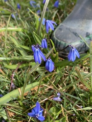 Scilla siberica