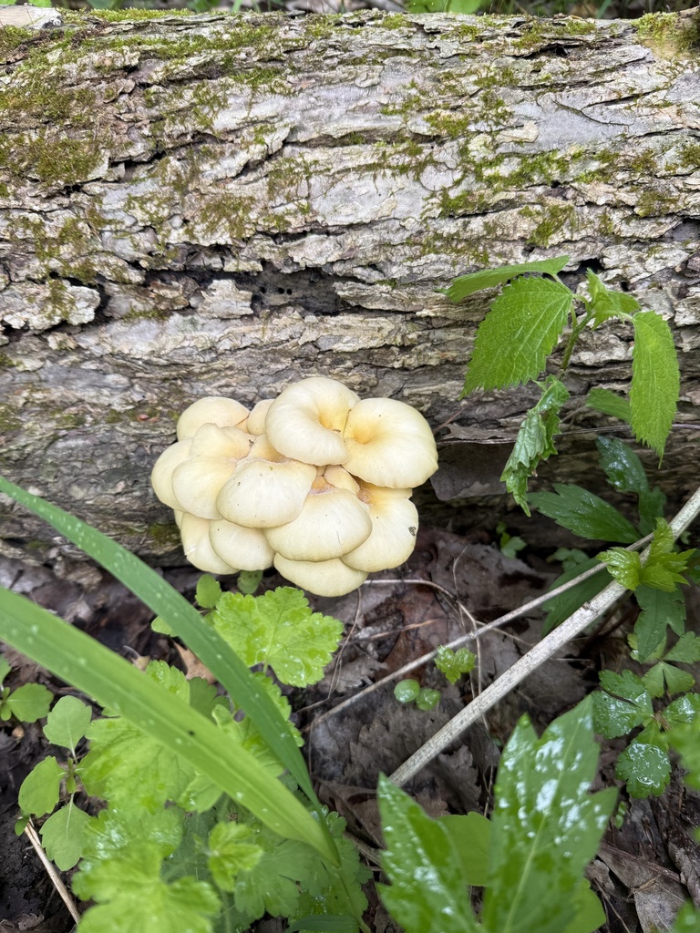 Pleurotus citrinopileatus · May 2026 · photo: © jim-bowhay (iNaturalist, cc0)