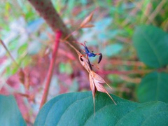 Acanthocephala declivis