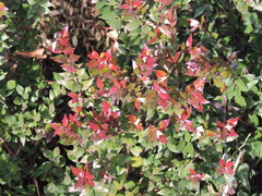 Myrtus communis communis