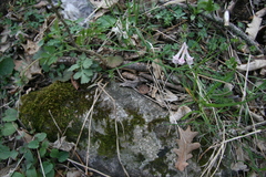 Corydalis caucasica