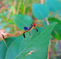 Acanthocephala declivis