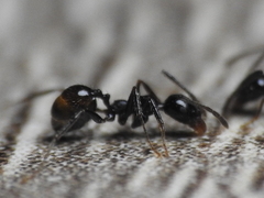 Pheidole hirtula