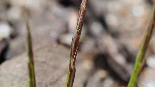 Deschampsia bolanderi observed 2026-05-01