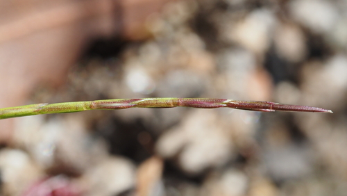 Deschampsia bolanderi observed 2026-05-01